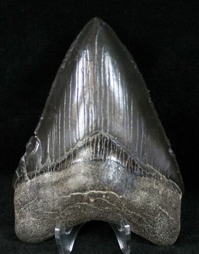 Glossy Black Megalodon Tooth - Medway Sound #12187